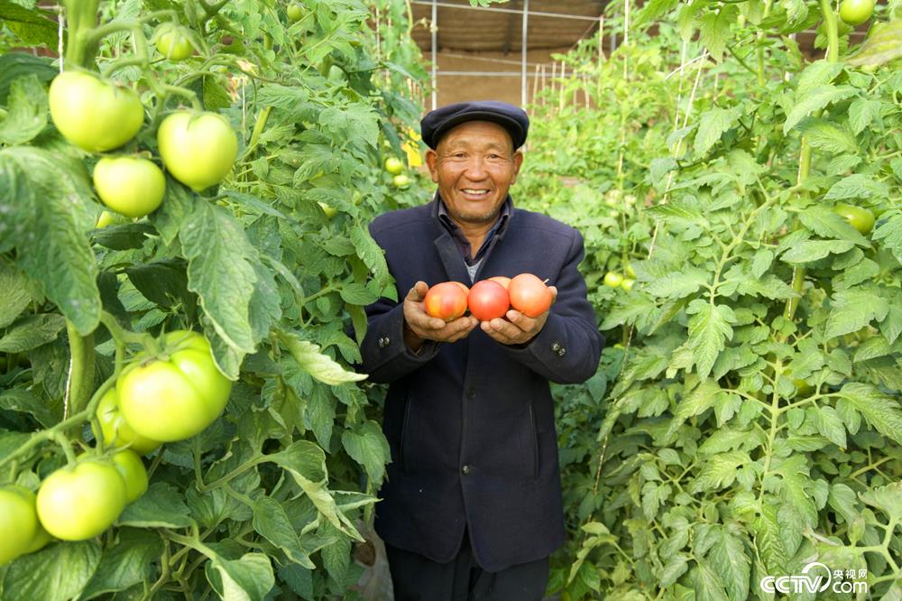 Li Yingchuan, a villager from Fumin New Village, Gulang County, Wuwei City, Gansu Province, moved down from the mountains and planted vegetable greenhouses.